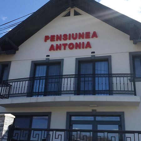 Pensiunea Antonia Sighetu Marmaţiei Exterior foto